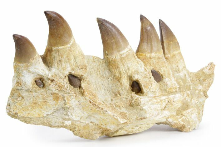 Fossil Mosasaur (Thalassotitan) Jaw Section with Teeth - Morocco #359484